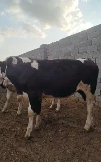 گوساله ماده
