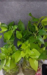 قلمه گل پتوس ریشه دار