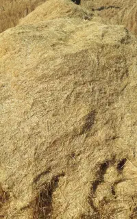کاه دیم گندم