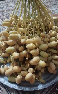 خارک حاج باقری