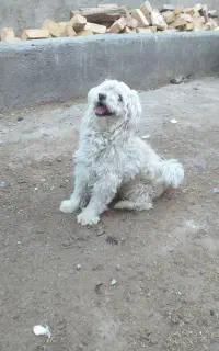 سگ پامر وشیتزو