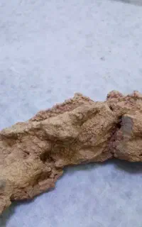 سنگ فسیل مارمولک