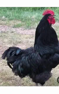 مرغ خروس قربانی زنده سیاه مشکی سفید دفع چشم زخم
