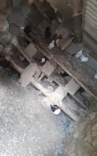 ۱۵ عدد کبوتر درجه یک تخم گذار