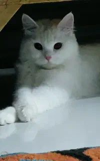 گربه بریتیش ملوس ۹ماهه