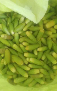 بلوط درجه یک