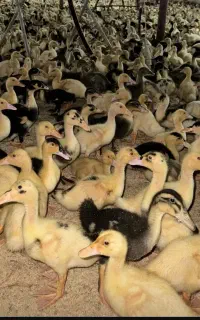 اردک ورامینی و اردک محلی واکسن شده با ضمانت اردک