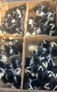 فروش و پخش مستقیم جوجه یکروزه