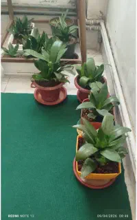 چندعددگل وباگلدون