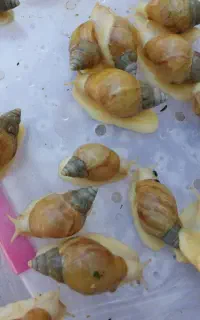 حلزون ۳۰هزار