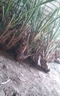 جونگ مضافتی  فروشی
