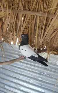 کبوتر و کفتر