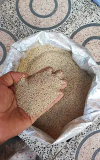 بذر عمده درجه یک