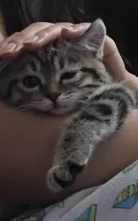 گربه اسکاتیش