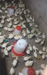 جوجه بوقلمون