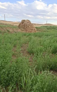 یونجه علف