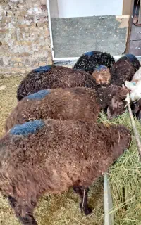 بره علف خور شیر مست