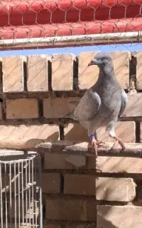 گمشده