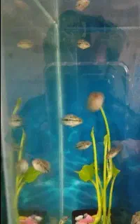 جوجه ماهی فلاور