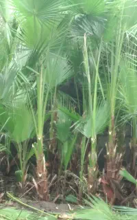 درخت پالم