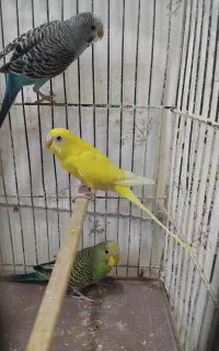 مرغ عشق