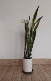 دو عدد گلدان