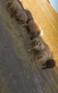 میش اوست