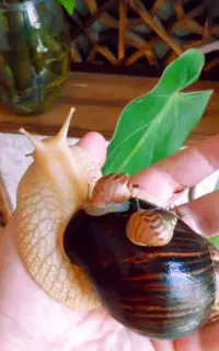 جوجه حلزون مارژیناتا ایماکولاتا