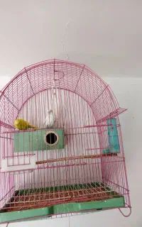 مرغ عشق جفت