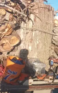 هرس و بریدن درخت رایگان همه نوع تخصصی