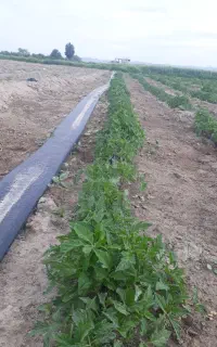 نشا گوجه سوپر چف