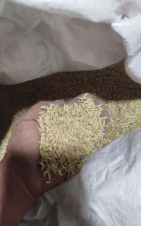 جو محلی بذری