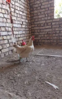 مرغ جوان تخمی