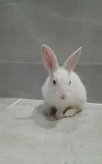 یه دونه خرگوش به فروش می رسد