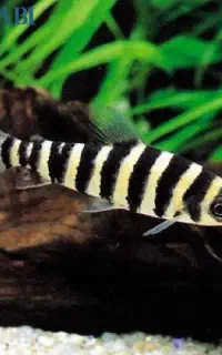 ماهی بارب زندانی