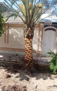 تکریب نخل