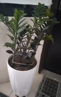 وسایل شخصی نیه