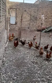 مرغ