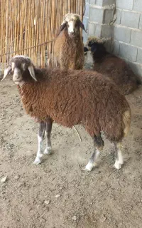 بره نر