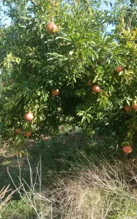 نگهبان باغ