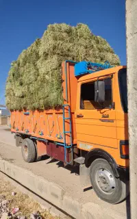 یونجه گوسفندی
