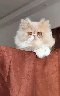 فروش گربه پرشین