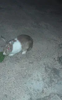 خرگوش ماده