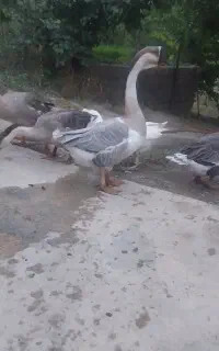 قوغازگردن ماری وزن بالا بزرگن،  روستای بند