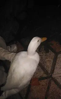 اردک تک تک اردک