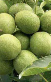 فروش عمده و خرده نهال