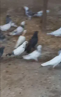 کبوتر