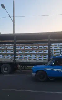نبات با کیفیت صادراتی زعفرانی شاخه