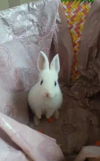 بچه خرگوش سه ماهه