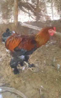 سلام خدمت دوستان عزیز دو تا خروس به فروش میرسد